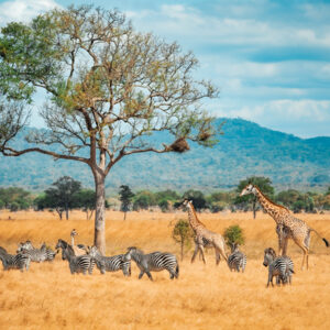 Tanzania United Republic of 15 days 5GB