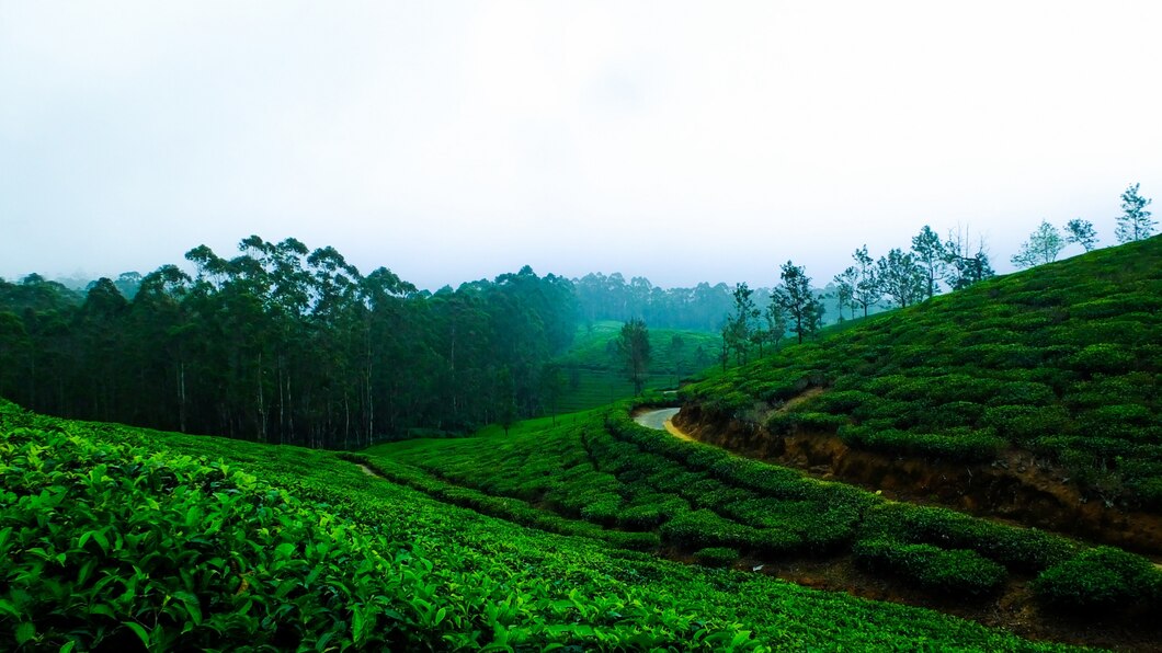 Tea Plantations of Sri Lanka